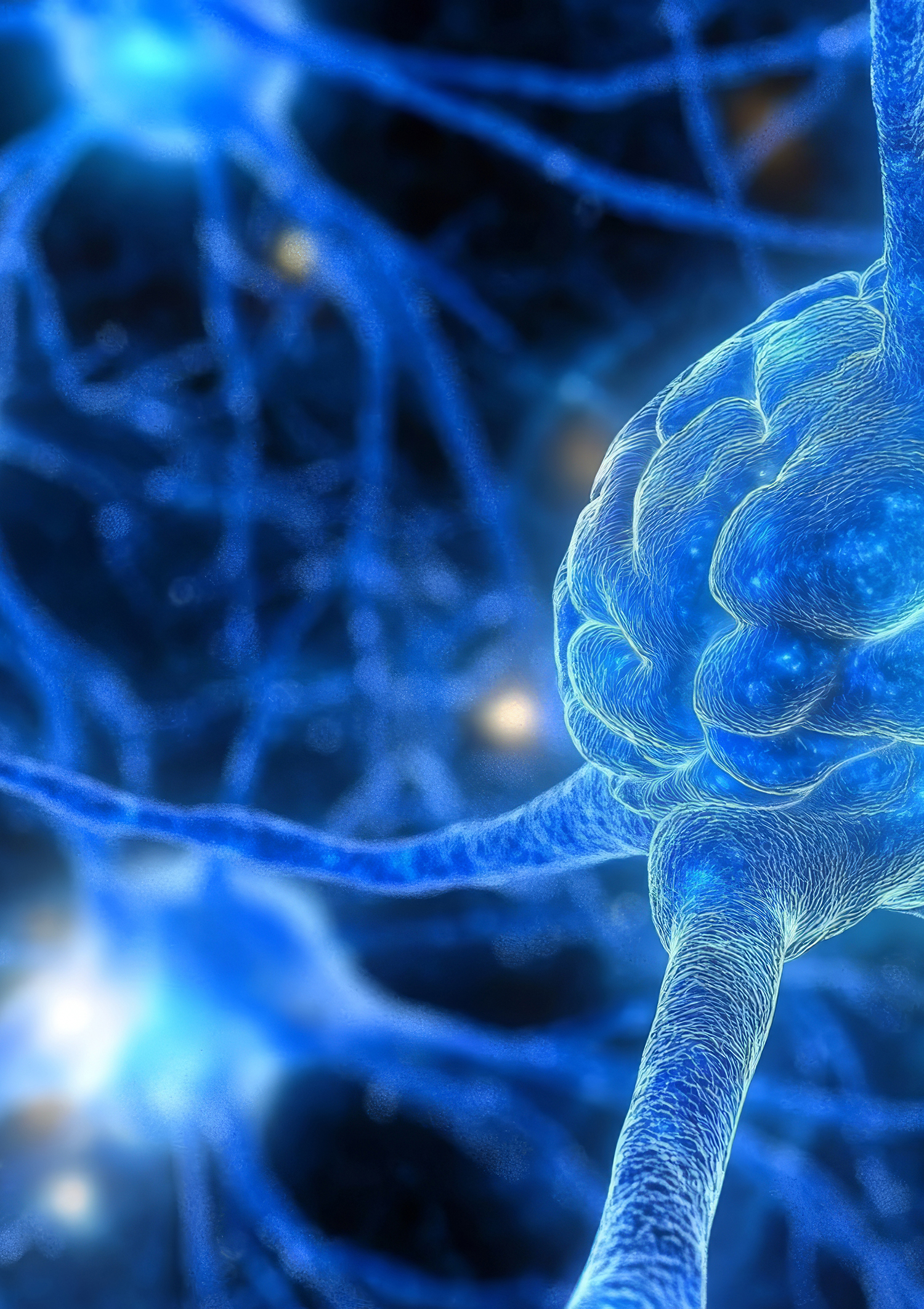 Neurona y.cerebro