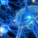 Cerebro y neurona